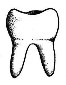 دندان