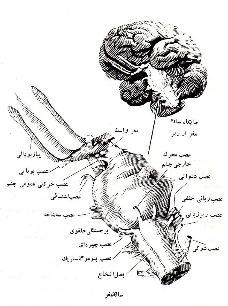 اعصاب 3
