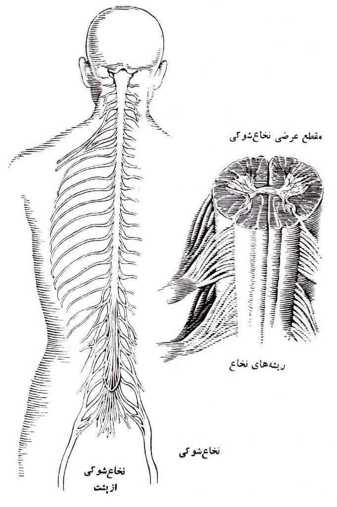 اعصاب 4